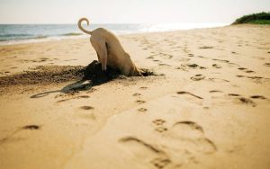 playas para perros en Conil